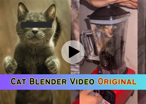 cat in blender video twitter|What Is The Disturbing Cat Blender Video And Why Are They。